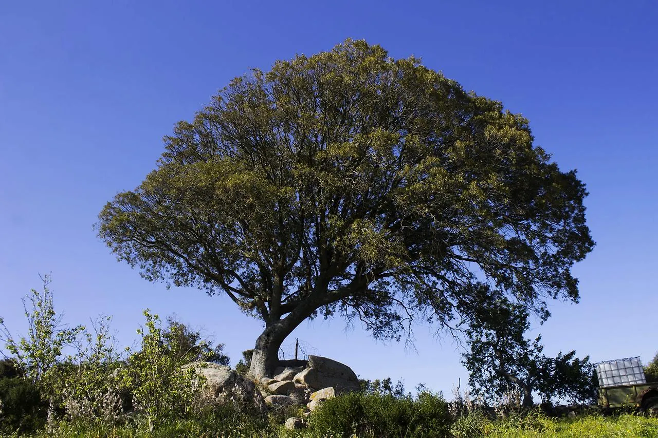La Casa Del Poeta Ξενοδοχείο Aglientu Ιταλία